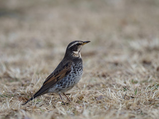 渡り鳥のツグミ