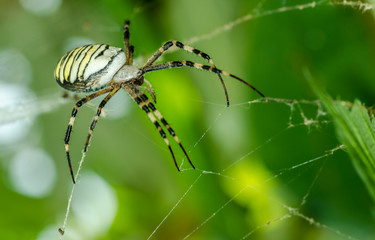 Common black and yellow fat corn or garden spider (Argiope aurantia) on his web waiting for his prey close up selective focus