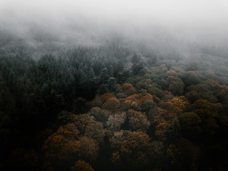 Aerial view of an Autumnal forest