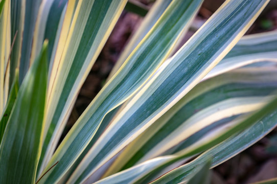 Striped Leaves Yucca Gloriosa In The Natural Light Of The Garden. A Succession Of Green, White, Yellow Stripes Of Leaf On The Gray Background Creates A Natural Texture. Interesting Concept For Design.