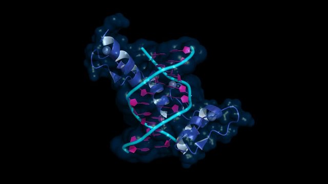 Three DNA-bound zinc-finger elements, rotating cartoon model with semi-transparent surface