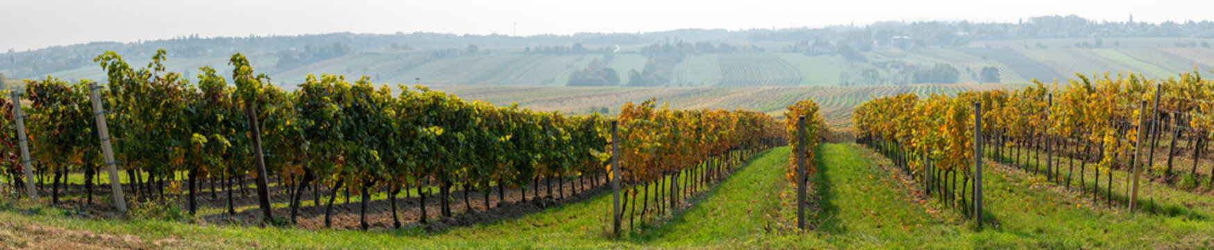 Goldener Herbst im Weingarten