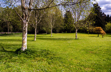 Birch trees at Thorp Perrow arboretum