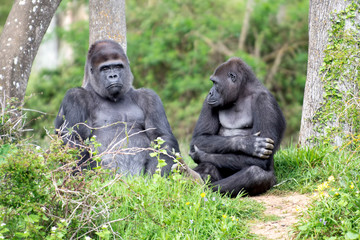 Fototapeta premium Gorille mâle avec son fils