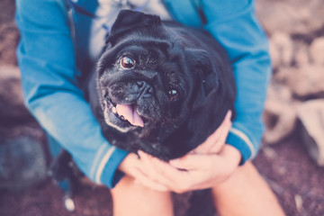 little pug dog in arm to his female mistress looks with big and alert eyes.