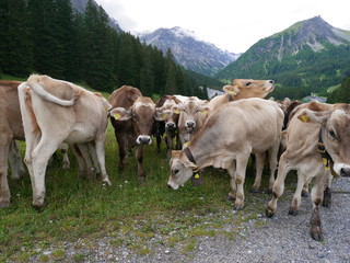 suisse