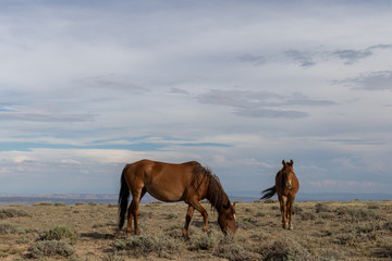 Beautiful wild Horses in Colorado