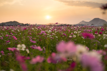 Fototapeta premium コスモス 夕暮れ(香川県)