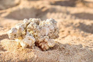 Obraz na płótnie Canvas Seashell on sand at sunny day.