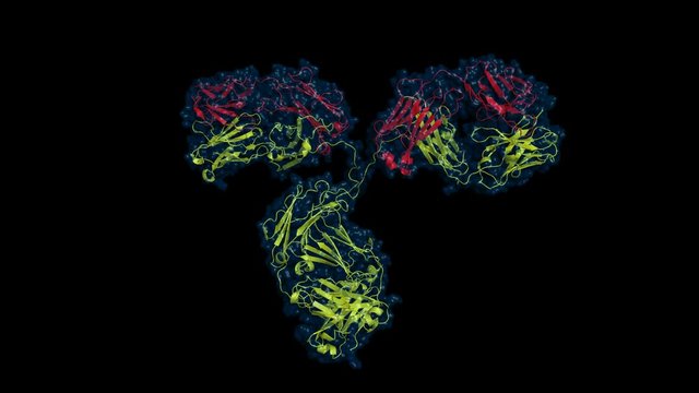 Rotating antibody, ribbon model with transparent surface. Heavy chains are colored yellow, light chains are red.