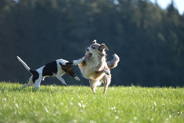 Hundespielerei. Brauner Hütehund und gefleckter Parson Russel Terrier spielen auf einer Wiese im...