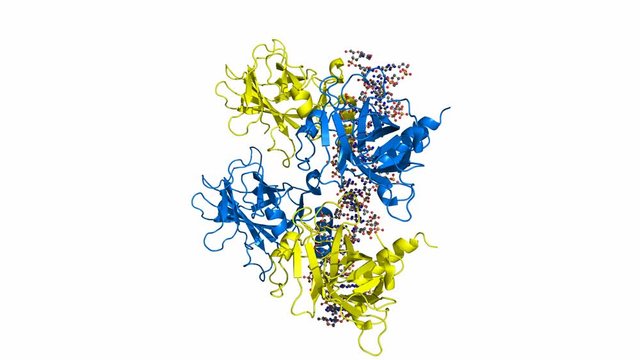 p53 protein bound to DNA. Rotating cartoon model, seamless loop.