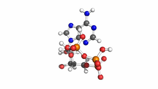 Adenosine-5'-triphosphate (ATP), rotating ball and stick model, seamless loop