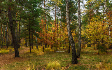 Fototapeta premium trip to autumn. walk in the woods. autumn colors. autumn leaves. melancholy.