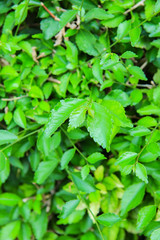 green leaf plant texture for background