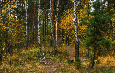 Obraz premium trip to autumn. walk in the woods. autumn colors. autumn leaves. melancholy.