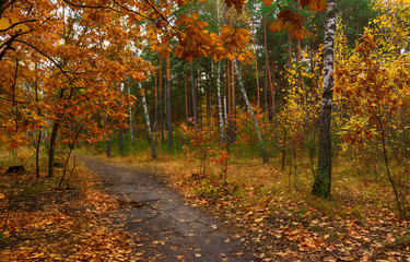 trip to autumn. walk in the woods. autumn colors. autumn leaves. melancholy.