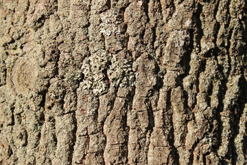 Baumrinde1