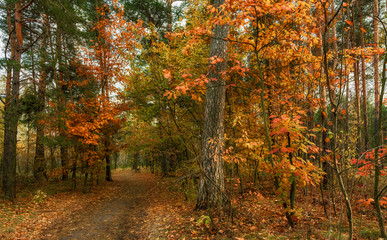 Obraz premium trip to autumn. walk in the woods. autumn colors. autumn leaves. melancholy.