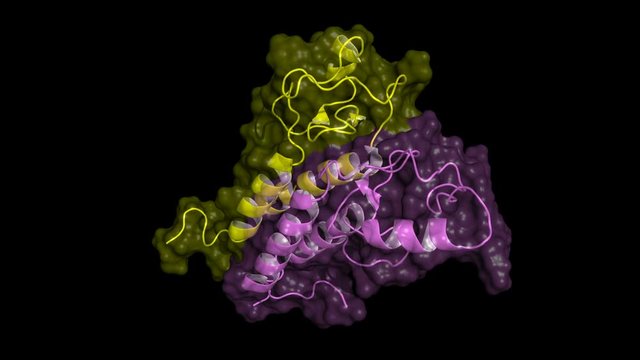 BRCA1 tumor suppressor protein RING domain, in complex with BARD1 protein. Rotating cartoon model with semi-transparent surface, seamlees loop