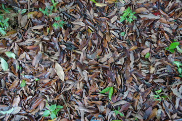 Green tea leaves background.