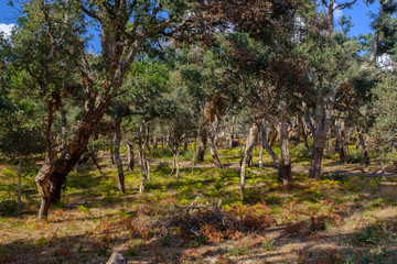 A view of a countryside near Bitti, in the province of Nuoro, Sardinia, Italy.