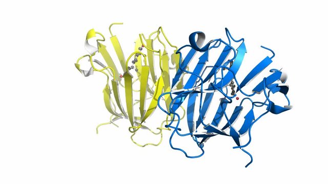 Testosterone-binding globulin, rotating cartoon model, seamless loop