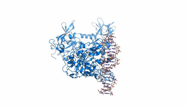 DNMT3 DNA methyltransferase, rotating cartoon model, seamless loop