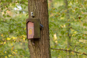 Vogelhaus an einem Baum im Wald