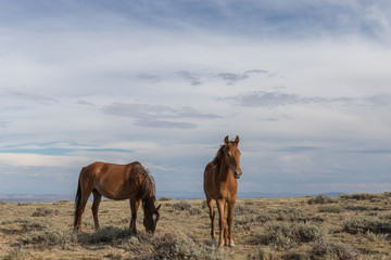 Beautiful wild Horses in Colorado
