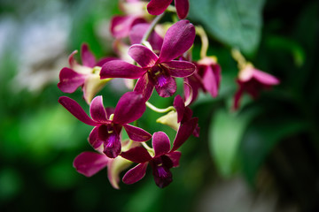 Obraz premium Elegant Purple orchids in Lembang, Indonesia