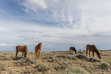 Fototapeta premium Beautiful wild Horses in Colorado