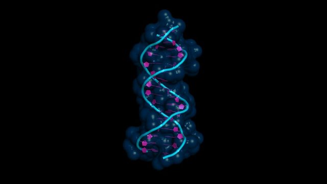 DNA molecule, 18 base-pairs in B-DNA conformation. Rotating cartoon model with semi-transparent surface. Seamless loop.