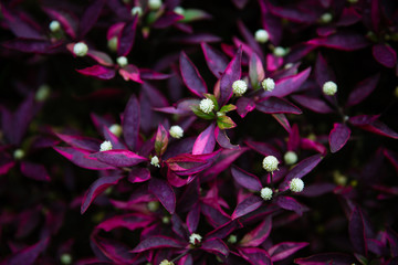 Dark purple orchids in Lembang Indonesia