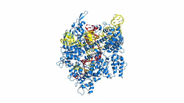 CRISPR/Cas9 genome editing/engineering system. rotating cartoon model, seamless loop