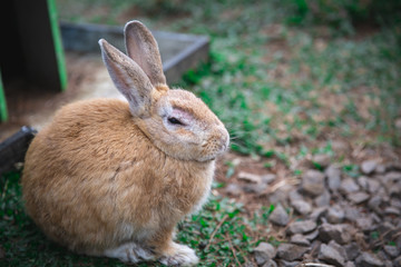 Brown Rabbit in a park in Lembang, West Java Indonesia 