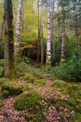 Forest Ireland 1