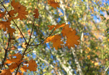 colorful autumn leaves