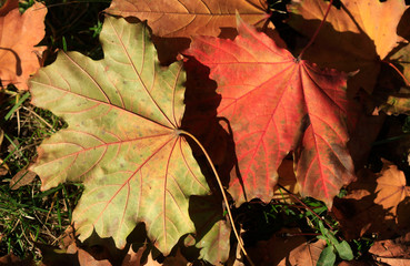 colorful autumn leaves
