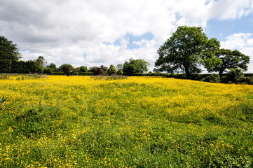 A field of buttercups near Lockton village