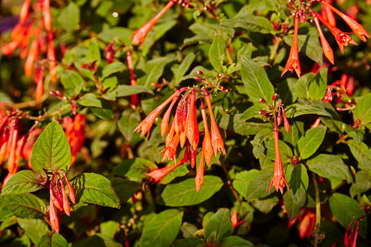 Fuchsia coralle