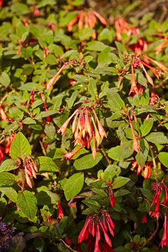 Fuchsia coralle
