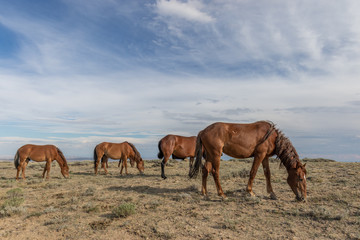 Fototapeta na wymiar Beautiful wild Horses in Colorado