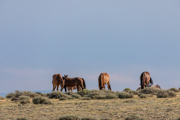 Beautiful wild Horses in Colorado