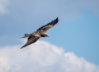 falconry
