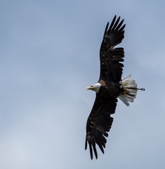 Baldeagle