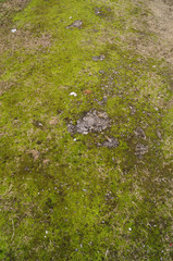 Mossy Ground