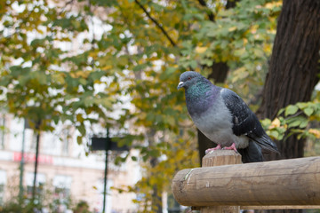 pigeon sitting still on a wooden post in the park
