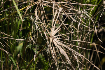Die Brown Leaf of Papyrus tree.
