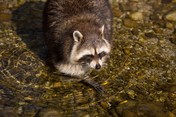 Waschbär im Wildpark Grünau © rubrafoto